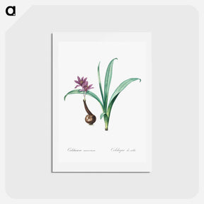 アートポストカード-Alpine autumn crocus illustration - ピエール ジョゼフ ルドゥーテ Postcard.