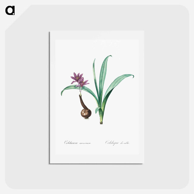 アートポストカード-Alpine autumn crocus illustration - ピエール ジョゼフ ルドゥーテ Postcard.