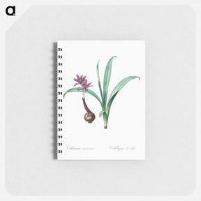 アートメモ帳-Alpine autumn crocus illustration - ピエール ジョゼフ ルドゥーテ Memo.