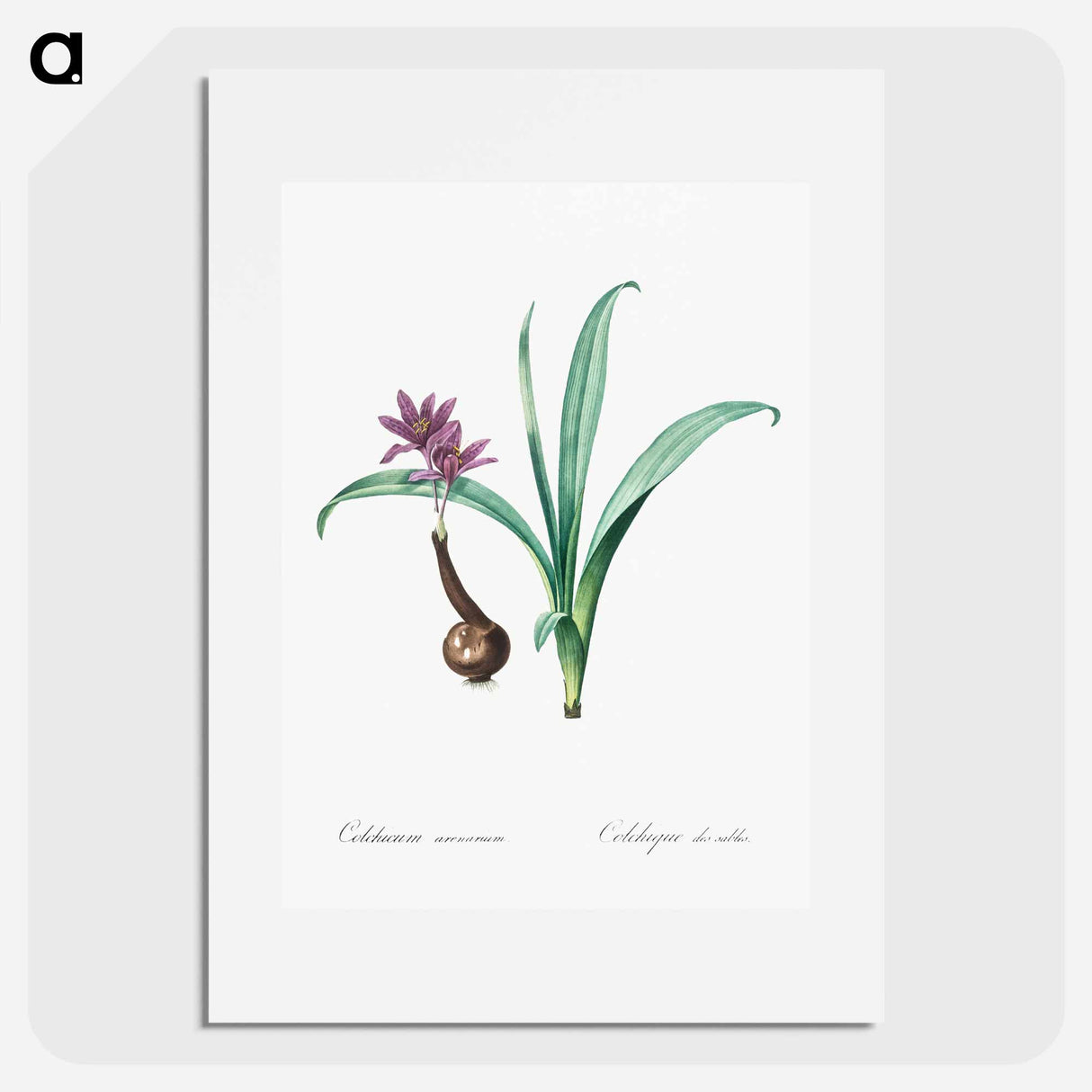 Alpine autumn crocus illustration - Pierre Joseph Redouté Poster.