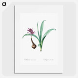 Alpine autumn crocus illustration - Pierre Joseph Redouté Poster.