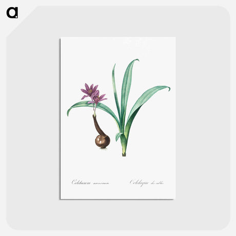アートポストカード-Alpine autumn crocus illustration - ピエール ジョゼフ ルドゥーテ Postcard.