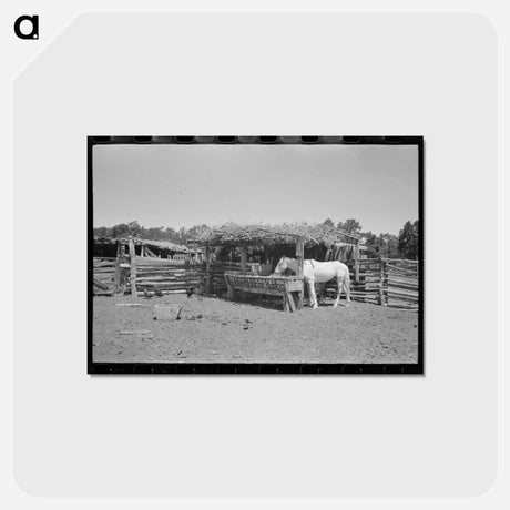 アートポストカード-Horse Lot, Pie Town
 - ラッセル リー Postcard.