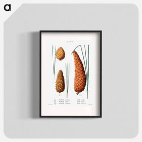 アートポスター-Pond pine (Pinus serotina) 2. Loblolly pine (Pinus taeda) 3. Black pine (Pinus Australis) from Traité des Arbres et Arbustes que l’on cultive en France en pleine terre - ピエール ジョゼフ ルドゥーテ Poster.