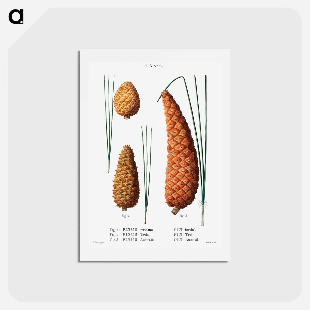 アートポストカード-Pond pine (Pinus serotina) 2. Loblolly pine (Pinus taeda) 3. Black pine (Pinus Australis) from Traité des Arbres et Arbustes que l’on cultive en France en pleine terre - ピエール ジョゼフ ルドゥーテ Postcard.