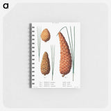 Pond pine (Pinus serotina) 2. Loblolly pine (Pinus taeda) 3. Black pine (Pinus Australis) from Traité des Arbres et Arbustes que l’on cultive en France en pleine terre - ピエール ジョゼフ ルドゥーテ Memo.