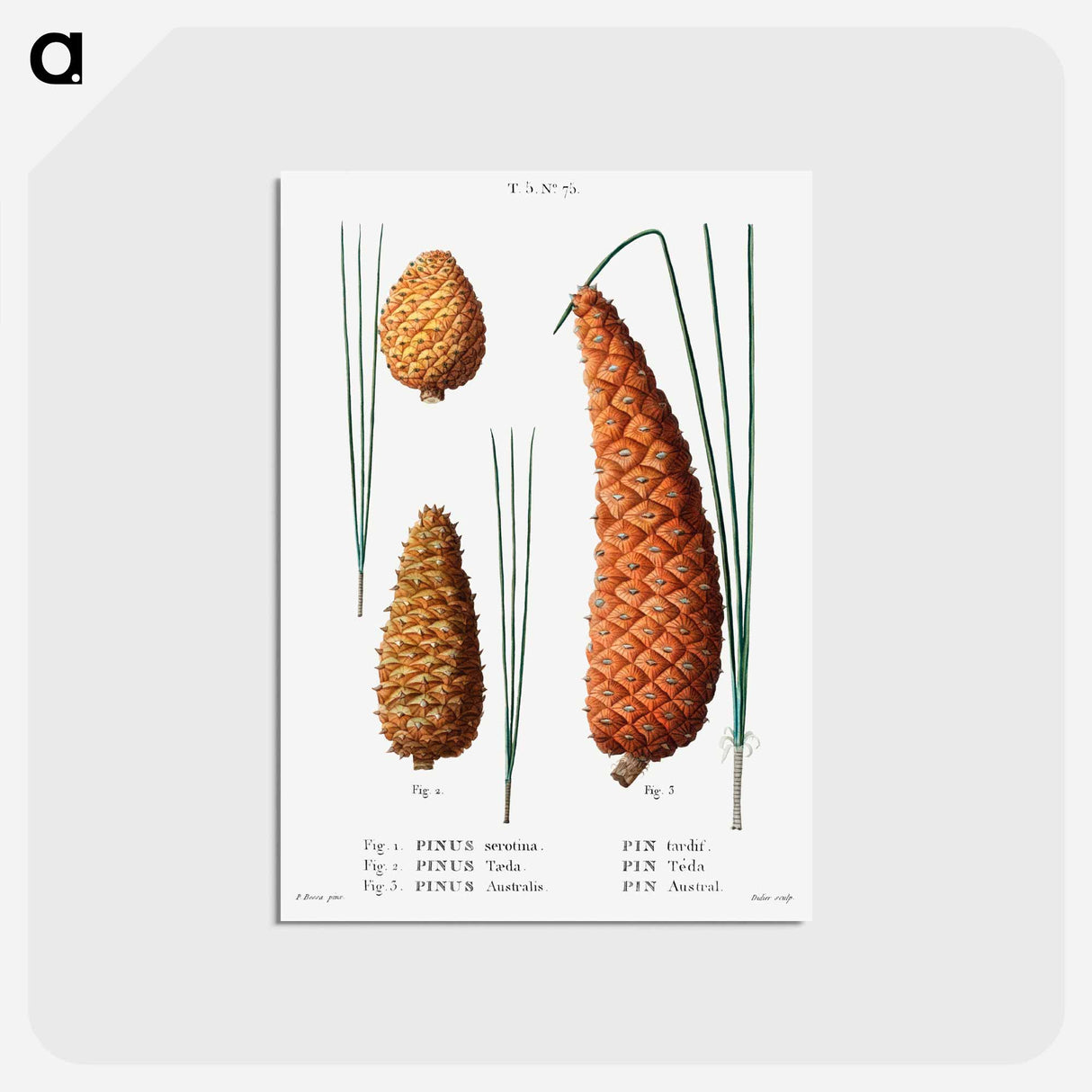 アートポストカード-Pond pine (Pinus serotina) 2. Loblolly pine (Pinus taeda) 3. Black pine (Pinus Australis) from Traité des Arbres et Arbustes que l’on cultive en France en pleine terre - ピエール ジョゼフ ルドゥーテ Postcard.