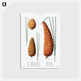 アートポストカード-Pond pine (Pinus serotina) 2. Loblolly pine (Pinus taeda) 3. Black pine (Pinus Australis) from Traité des Arbres et Arbustes que l’on cultive en France en pleine terre - ピエール ジョゼフ ルドゥーテ Postcard.