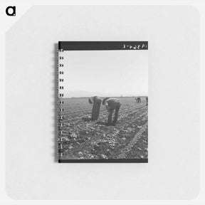 アートメモ帳-Untitled photo, possibly related to: Gang of Filipino boys thinning lettuce. Salinas Valley, California - ドロテア ラング Memo.