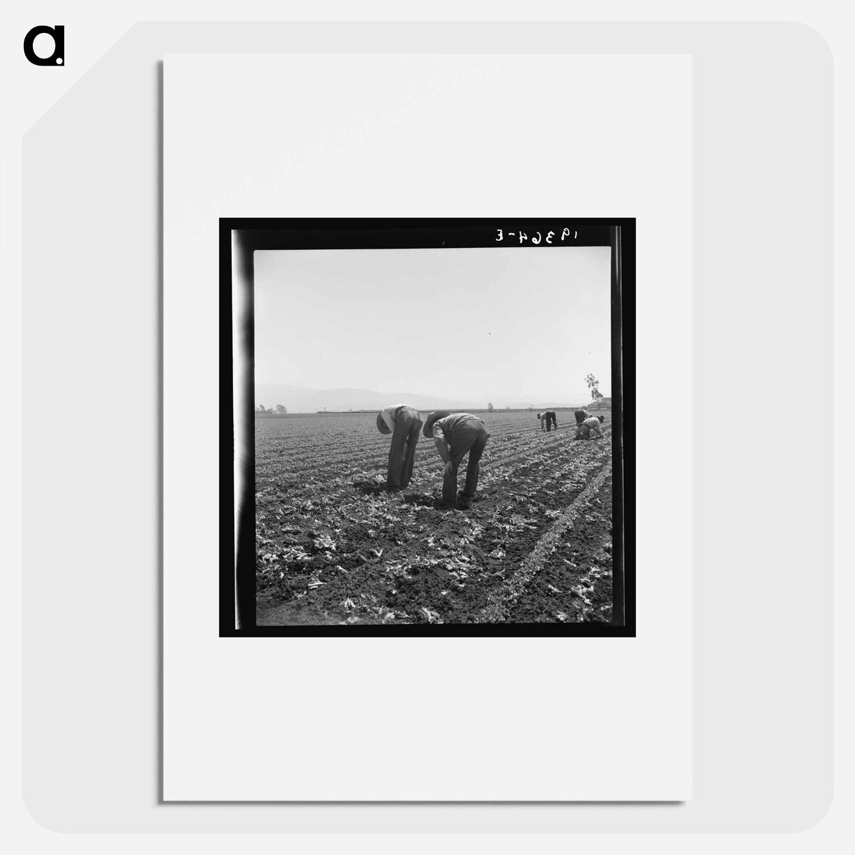 Untitled photo, possibly related to: Gang of Filipino boys thinning lettuce. Salinas Valley, California - Dorothea Lange Poster.