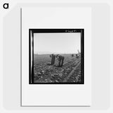 Untitled photo, possibly related to: Gang of Filipino boys thinning lettuce. Salinas Valley, California - Dorothea Lange Poster.