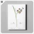 アートパネル-Gladiolus ringens - ピエール ジョゼフ ルドゥーテ Canvas.