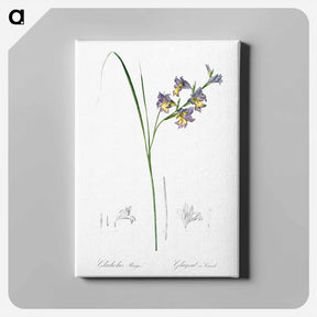 アートパネル-Gladiolus ringens - ピエール ジョゼフ ルドゥーテ Canvas.