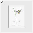 アートポストカード-Gladiolus ringens - ピエール ジョゼフ ルドゥーテ Postcard.