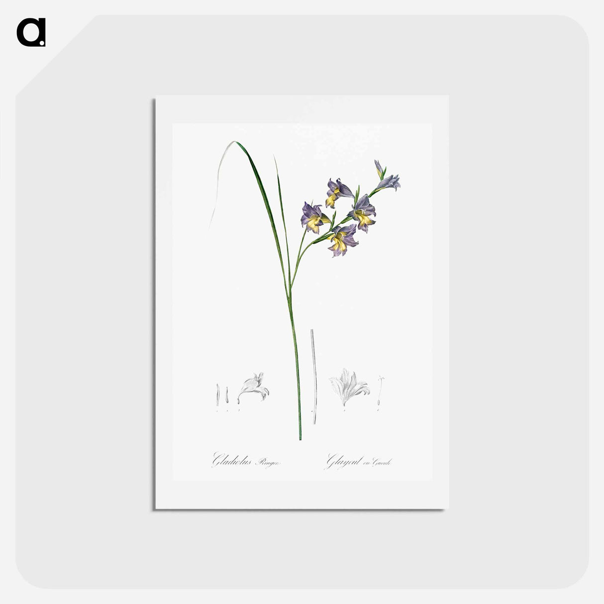 アートポストカード-Gladiolus ringens - ピエール ジョゼフ ルドゥーテ Postcard.