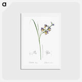 アートポストカード-Gladiolus ringens - ピエール ジョゼフ ルドゥーテ Postcard.