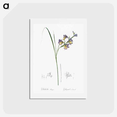 アートポストカード-Gladiolus ringens - ピエール ジョゼフ ルドゥーテ Postcard.