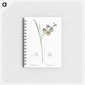 アートメモ帳-Gladiolus ringens - ピエール ジョゼフ ルドゥーテ Memo.