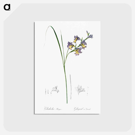アートポストカード-Gladiolus ringens - ピエール ジョゼフ ルドゥーテ Postcard.