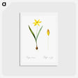アートポストカード-Tulipa celsiana illustration - ピエール ジョゼフ ルドゥーテ Postcard.