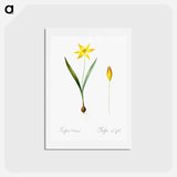 アートポストカード-Tulipa celsiana illustration - ピエール ジョゼフ ルドゥーテ Postcard.