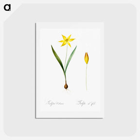 アートポストカード-Tulipa celsiana illustration - ピエール ジョゼフ ルドゥーテ Postcard.