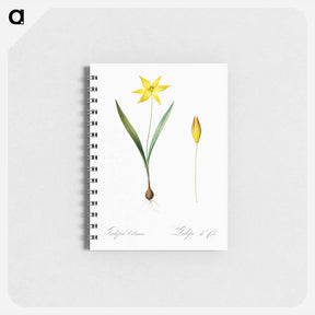 アートメモ帳-Tulipa celsiana illustration - ピエール ジョゼフ ルドゥーテ Memo.