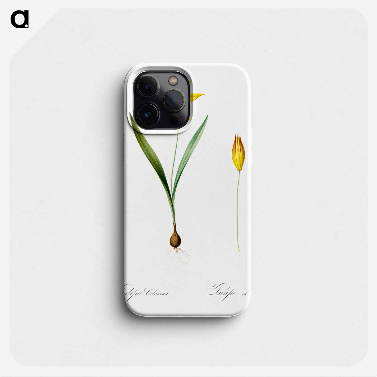 Tulipa celsiana illustration - ピエール ジョゼフ ルドゥーテ Phone Case.