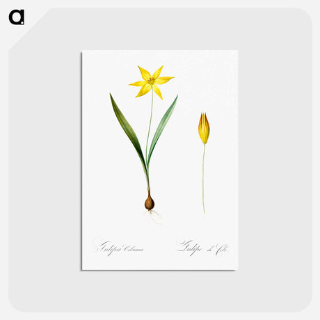 アートポストカード-Tulipa celsiana illustration - ピエール ジョゼフ ルドゥーテ Postcard.