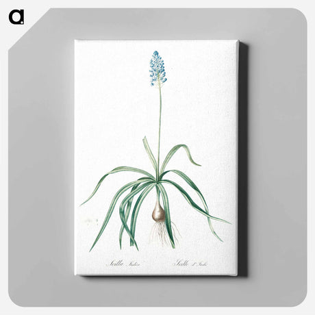 アートパネル-Italian bluebell illustration - ピエール ジョゼフ ルドゥーテ Canvas.