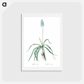 アートポストカード-Italian bluebell illustration - ピエール ジョゼフ ルドゥーテ Postcard.