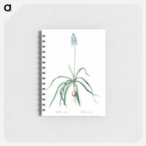 アートメモ帳-Italian bluebell illustration - ピエール ジョゼフ ルドゥーテ Memo.