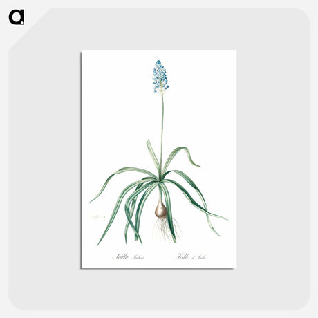 アートポストカード-Italian bluebell illustration - ピエール ジョゼフ ルドゥーテ Postcard.