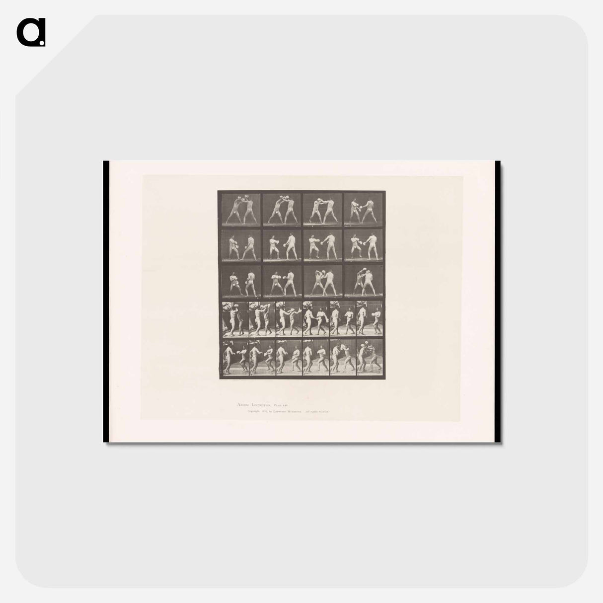 アートポストカード-Boxing Match
 - エドワード マイブリッジ Postcard.