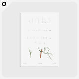 アートポストカード-Plant stems - ピエール ジョゼフ ルドゥーテ Postcard.