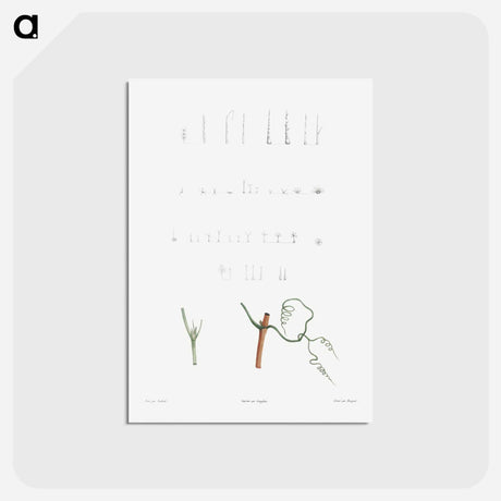 アートポストカード-Plant stems - ピエール ジョゼフ ルドゥーテ Postcard.