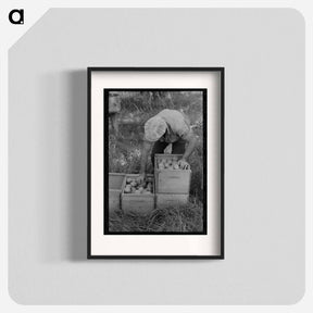 アートポスター-Pear Picker, Hood River
 - ラッセル リー Poster.
