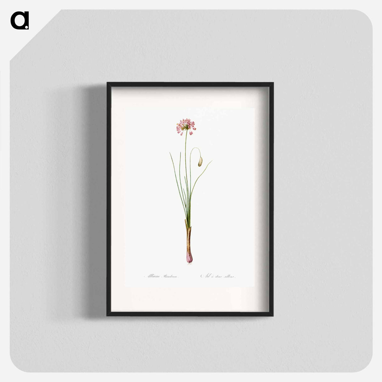 Autumn onion illustration - Pierre Joseph Redouté Poster.