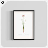 Autumn onion illustration - Pierre Joseph Redouté Poster.