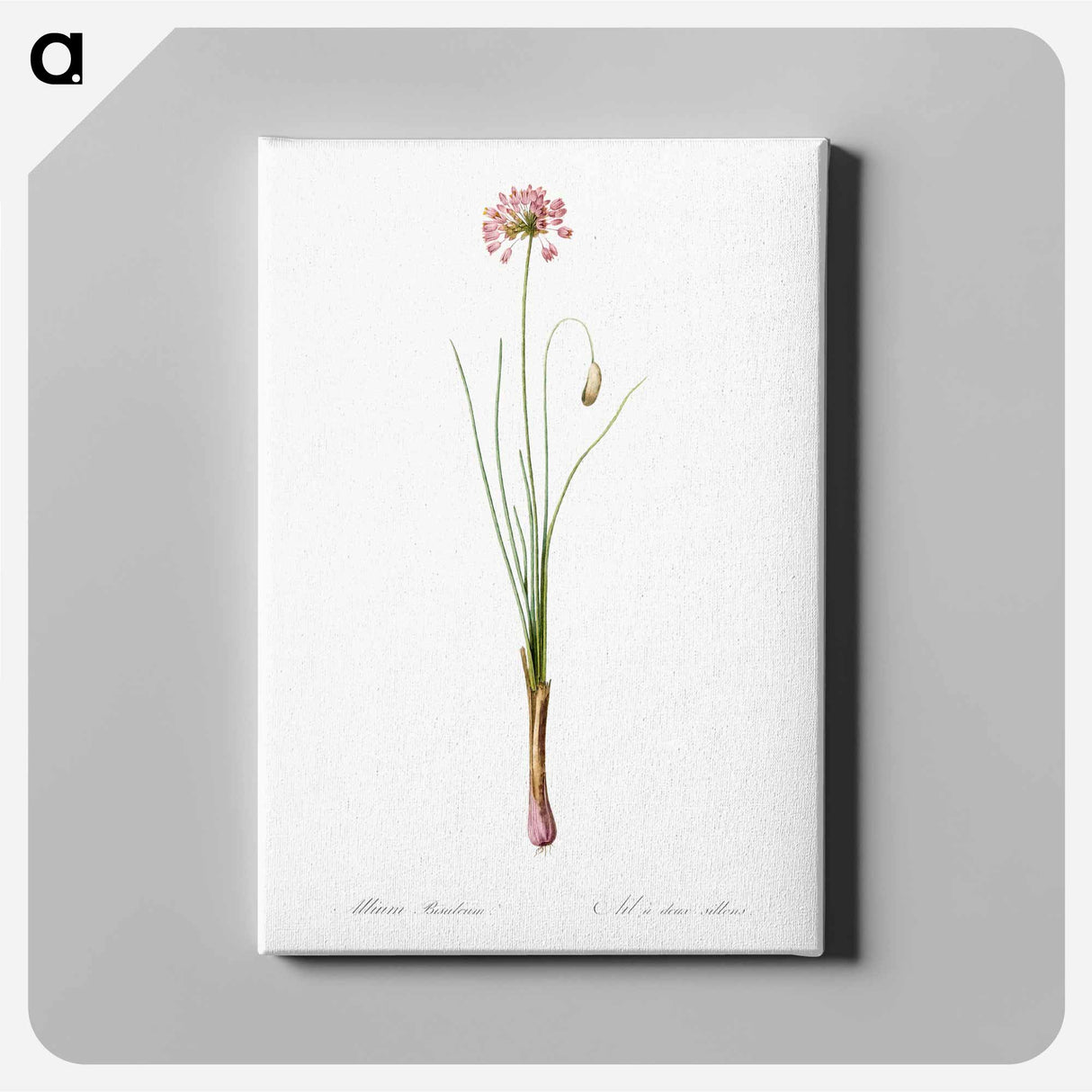 アートパネル-Autumn onion illustration - ピエール ジョゼフ ルドゥーテ Canvas.
