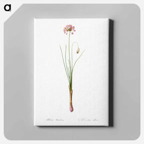 アートパネル-Autumn onion illustration - ピエール ジョゼフ ルドゥーテ Canvas.