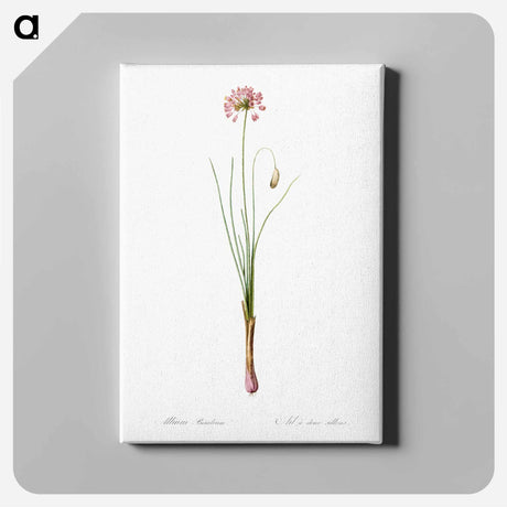 アートパネル-Autumn onion illustration - ピエール ジョゼフ ルドゥーテ Canvas.