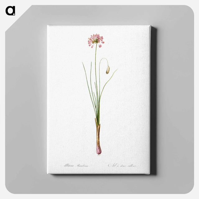 アートパネル-Autumn onion illustration - ピエール ジョゼフ ルドゥーテ Canvas.