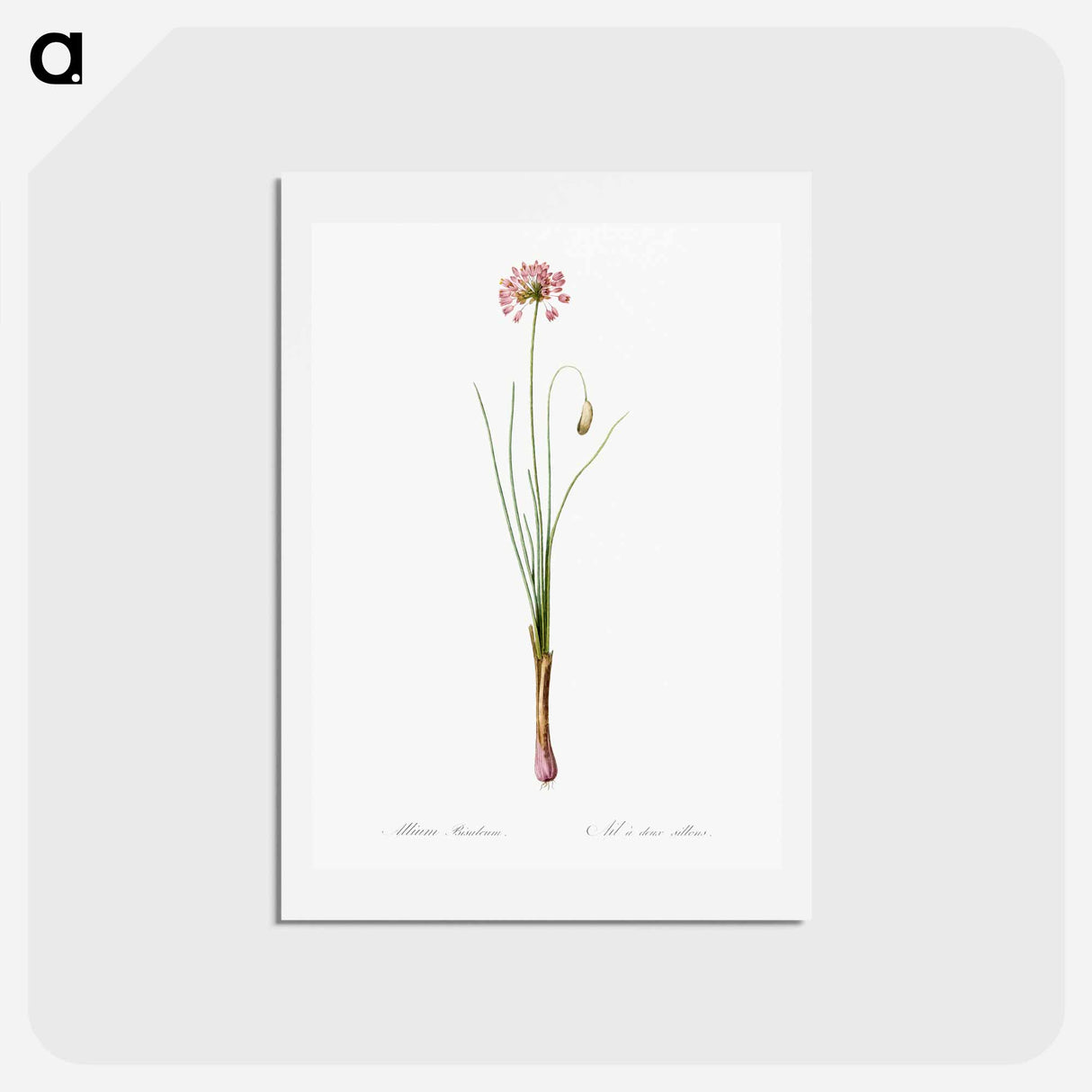 アートポストカード-Autumn onion illustration - ピエール ジョゼフ ルドゥーテ Postcard.