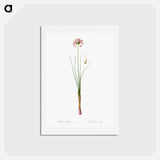 アートポストカード-Autumn onion illustration - ピエール ジョゼフ ルドゥーテ Postcard.
