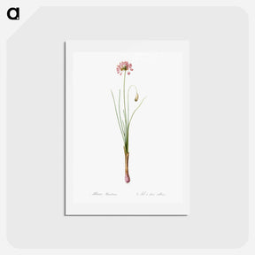 アートポストカード-Autumn onion illustration - ピエール ジョゼフ ルドゥーテ Postcard.