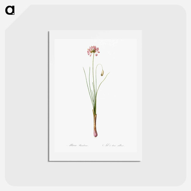 アートポストカード-Autumn onion illustration - ピエール ジョゼフ ルドゥーテ Postcard.