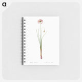 Autumn onion illustration - ピエール ジョゼフ ルドゥーテ Memo.