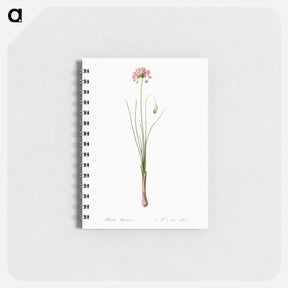 アートメモ帳-Autumn onion illustration - ピエール ジョゼフ ルドゥーテ Memo.