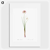 Autumn onion illustration - Pierre Joseph Redouté Poster.